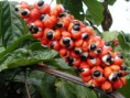 /album/galeria-de-fotos-pagina-inicial/guarana-2-jpg/